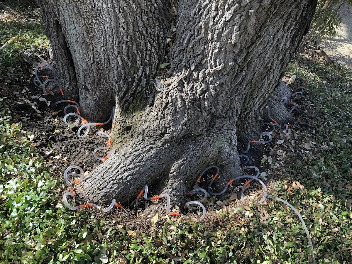 Detailed Tree Cabling and Bracing job site in Parsons